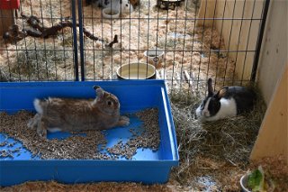 Auch zahlreiche Kaninchen wurden in den Sommerferien abgegeben.