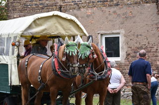Mit dem Planwagen ging es zu den Weideswiesen, auf denen die Wasserbüffel grasen.