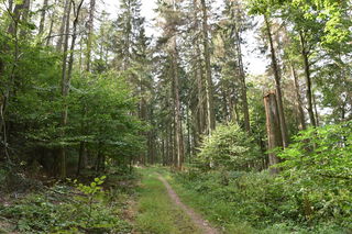 Der Wald ist extrem befallen
