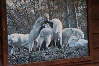 Ein Erinnerungsfoto zusammen mit Ebels Zöglingen. Heute gibt es nur noch drei weiße Wölfe im Park.