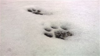Welches Tier hat diese Spuren im Schnee hinterlassen?