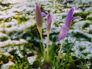 Der Frühling zieht ein, während der Schnee weiter sein Unwesen treibt. - Foto: Marius Auth