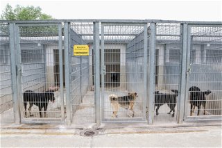 Rund 60 Hunde warten im Tierheim Gelnhausen noch darauf, eine neue Familie zu finden.