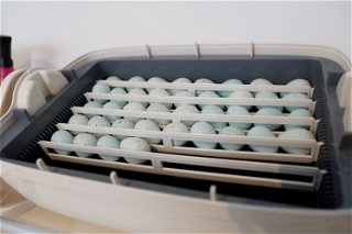 Mit den Celadon Eiern möchte Janina Berger ihre Zucht erweitern.