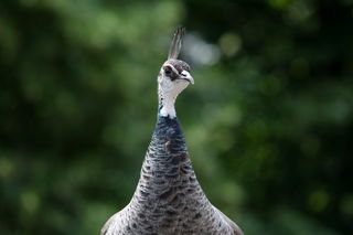 Giacomos Freundin Pfau-Dame Josephine.