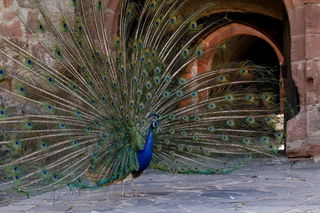 Pfau Giacomo fühlt sich auf der Ronneburg seit vielen Jahren wohl.