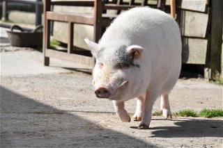 Das ehemalige Hausschwein 'Schnitzi' wurde von Anja Betz aufgenommen und führt seitdem ein entspanntes Leben auf dem Hof.
