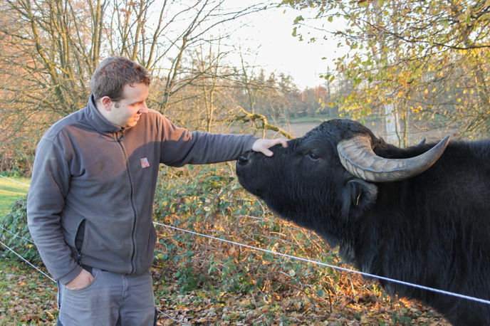 Aus dem Vogelsberg kam Züchter Veit Leinberger am Wochenende vorbei und schaute nach dem Rechten. Zuchtbulle 007 lief dem Auto des Landwirtes hinterher und bekam am Ende das Fell gekrault, was er sichtlich genossen hat.
