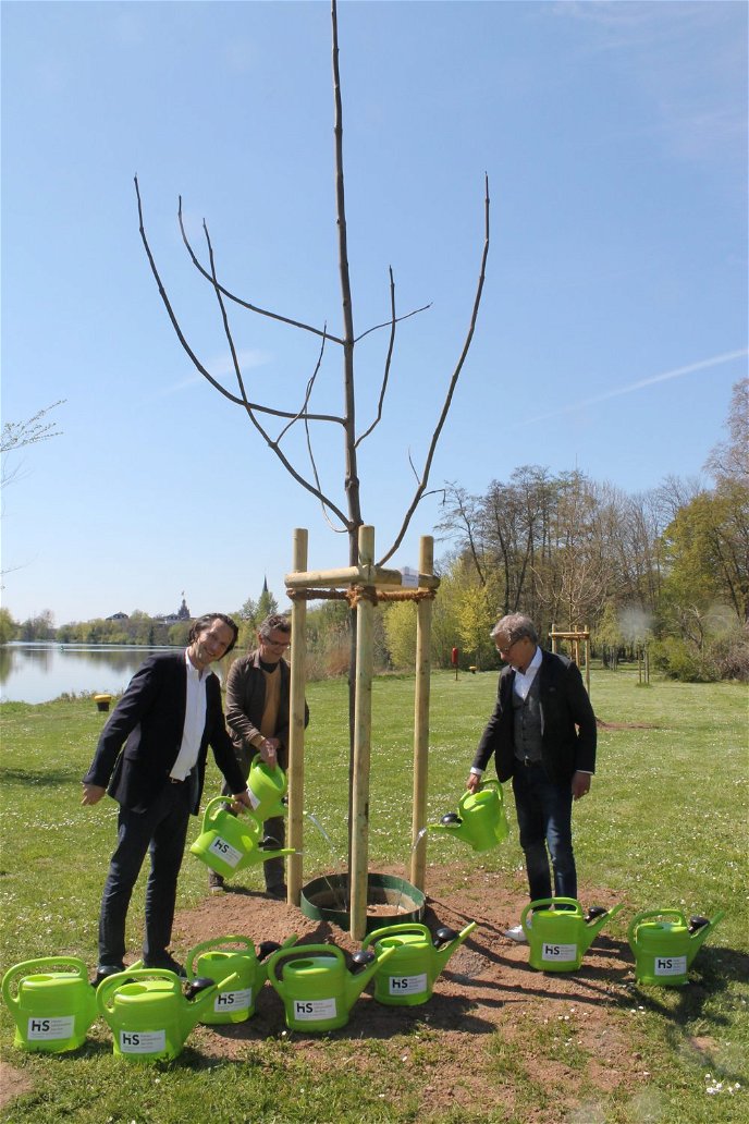 Stadtrat Thomas Morlock, Wolfgang Swierczek und HIS-Leiter Markus Henrich gießen den frisch gepflanzten Blauglockenbaum.