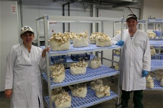 Der Pilzanbau bietet interessante Arbeitsmöglichkeiten für Menschen mit und ohne Handicaps.