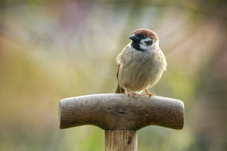 Der Feldsperling.  - Foto: NABU/Winfried Rusch