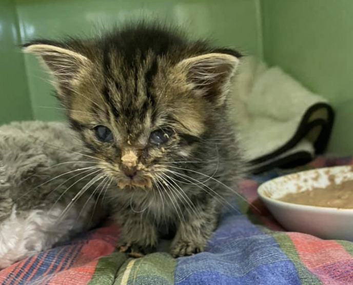 Kätzchen Rosalie ging es gar nicht gut - Foto: Tierheim Gelnhausen