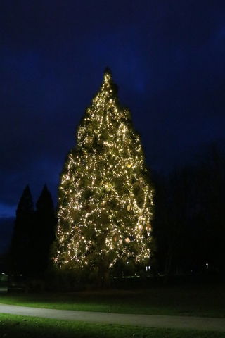 Weihnachtsbaum im Kurpark von Bad Soden-Salmünster.