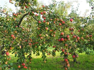 Im letzten Herbst sind insgesamt knapp eine Million Tonnen Äpfel in den heimischen Apfelplantagen geerntet worden.  - Symboldbild: Pixabay