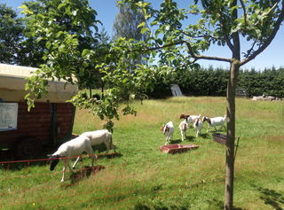 Um den Biergarten herum grasen Rhönschafe und Burenziegen