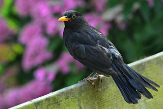 Der Gartenvogel schlechthin: die Amsel. - Foto: Pixabay
