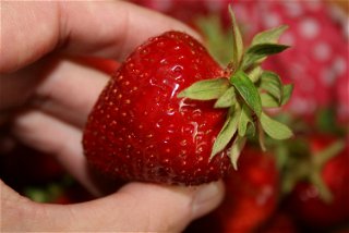 Am besten die Erdbeeren direkt nach dem Kauf oder der Ernte verzehren oder verarbeiten
