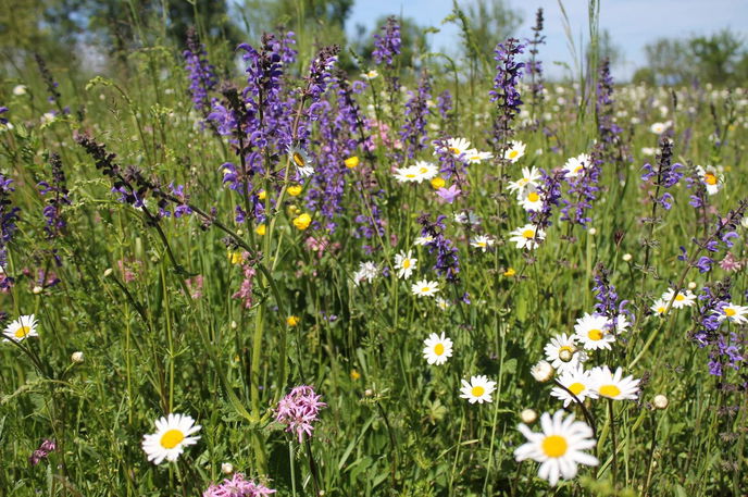 Wer also ein bisschen mehr Wildnis wagt, Blüten stehen lässt und nur Fußwege im Garten häufiger mäht, schafft so ein kleines Paradies für sich und seine tierischen Nachbarn.  - Symboldbild: Pixabay