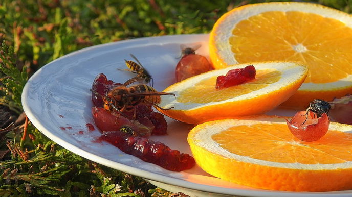 Um die Wespen von der Kuchentafel fernzuhalten, haben sich sogenannte Ausweichfütterungen bewährt.  - Symboldbild: Pixabay