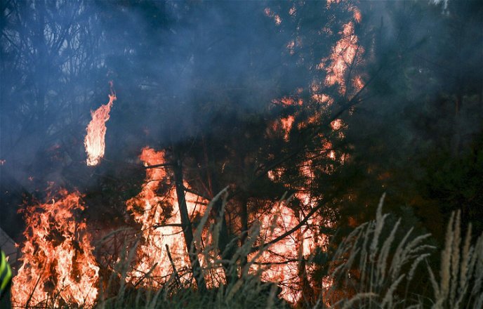 Nach derzeitigem Stand kam es in Hessen in diesem Jahr bisher zu rund 160 Waldbränden mit einer Schadfläche von etwa 43 Hektar.