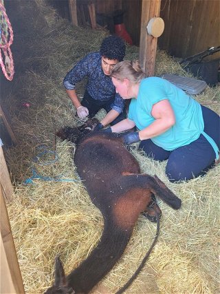 Meike und Amine helfen dem Tierarzt bei der Geburt von Elsa Cassiopeia.