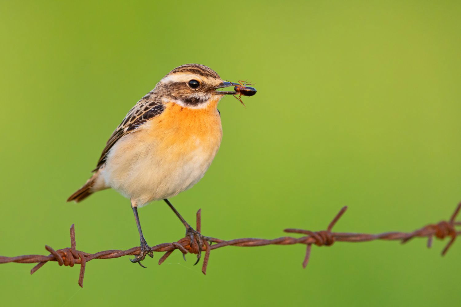 Das Stark Gefährdete Braunkehlchen Ist Vogel Des Jahres 2023