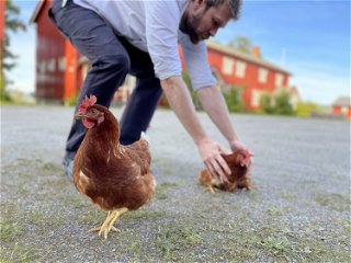 Die Hühner bekommen ab und an sogar eine Streicheleinheit vom Chef
