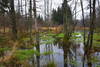 Einige Kilometer entfernt haben Biber sich bereits selbst ein Habitat gebaut 