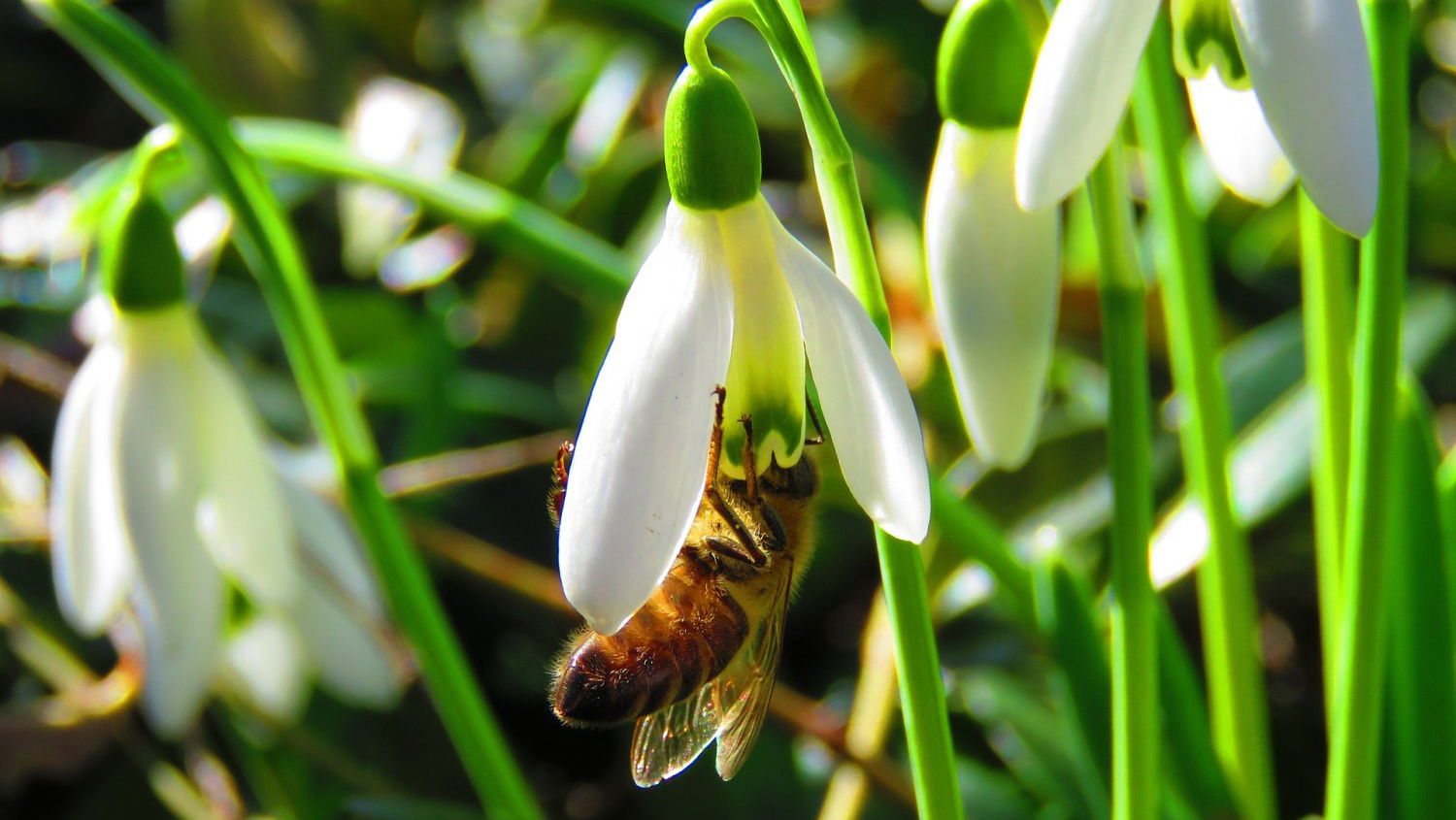 Frühlingserwachen der Natur Frühblüher bieten erste Nahrung für Insekten