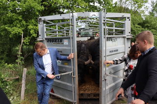 Bürgermeister Stefan Erb und Erste Stadträtin Birgit Behr öffnen den Viehtransporter.