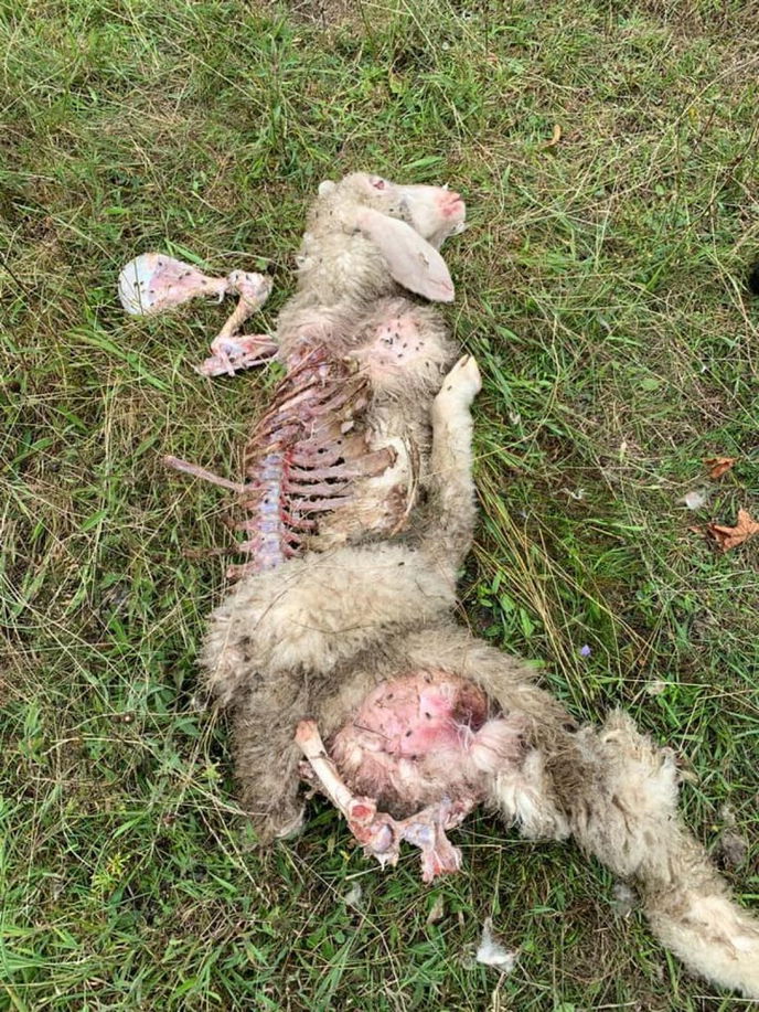 Das Foto soll ein gerissenes Schaf in Flörsbach zeigen