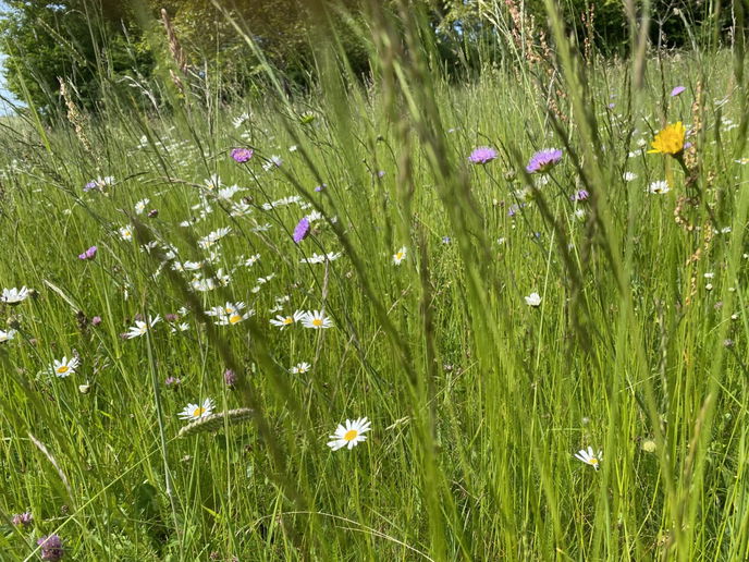 Besonders artenreiche Wiese in Züntersbach