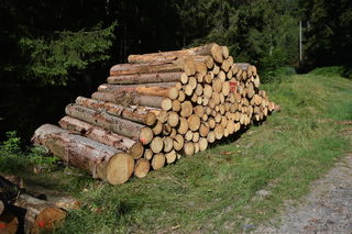 Die Holzpolter, die man überall im Wald findet