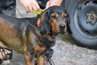 Hund Kuno ist immer mit dabei