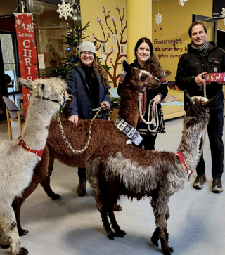 Die Alpakas Albert, Knoppers und Hase besuchten in Begleitung der Angestellten des Alpakahof Kunznickel Annette Eich, Sabrina Jahl und Mathias Jahl das Altenzentrum Rodenbach.