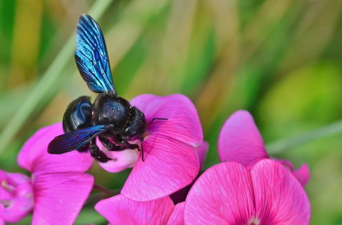 Vom 2. bis zum 11. August können wieder Insekten, wie die Blaue Holzbiene, gemeldet werden. - Symboldbild: Pixabay