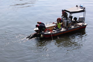 Zu Land, zu Wasser und in der Luft: Komplex war die Übung zur Rettung zweier Personen, die zuvor mit ihrem Auto in den Main gefahren waren; parallel dazu hatte sich ein Kranführer am Arbeitsplatz verletzt. Per Boot, per Kran und per Helikopter musste