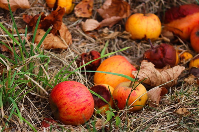 Die Natur kennt keinen Abfall. Reisig, Laub, Fallobst, abgeblühte Stauden, die im Herbst anfallen, sind nahrhaft und nützlich für viele tierische Gartenbewohner. - Symboldbild: Pixabay