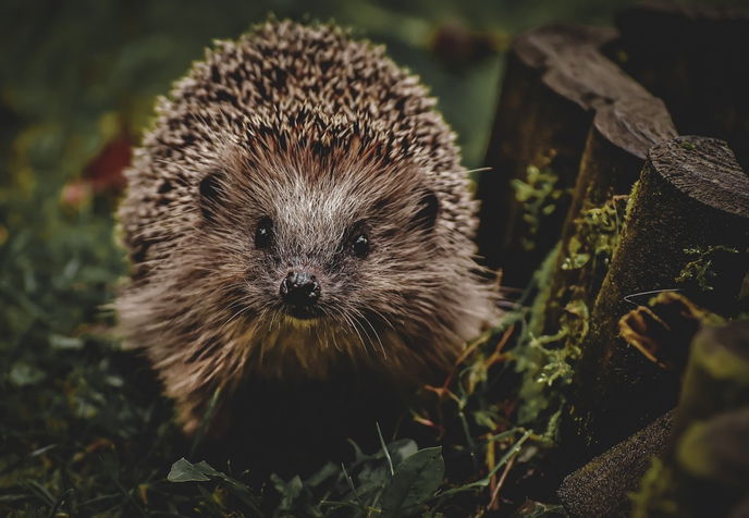 Igel sind echte Winterschläfer. Während des Winterschlafs kann ihre Körpertemperatur zwischen fünf und zehn Grad liegen.  - Symboldbild: Pixabay