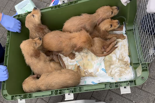 Sechs Golden Retriever-Welpen, hier nach der Umlagerung in eine größere Transportbox des Veterinäramtes. - Quelle: Zoll Video-Screenshot