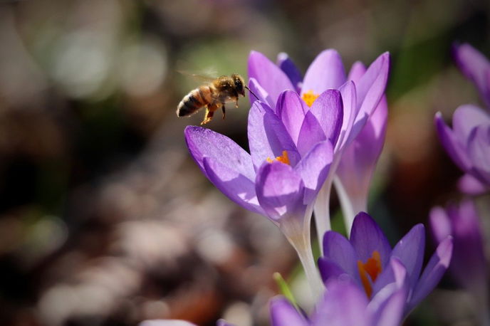 Die bunten Pflanzen sorgen nicht nur bei uns für Frühlingsgefühle und die ersten Farbtupfer, sie dienen vor allem den ersten fliegenden Insekten als lebenswichtige Nahrungsquellen.  - Symboldbild: Pixabay