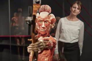 Die Plastination ermöglicht es, den Verfall des toten Körpers zu stoppen und feste, geruchlose und dauerhaft haltbare anatomische Präparate für die wissenschaftliche und medizinische Ausbildung herzustellen.