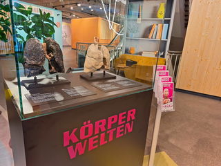 Im Stadthof Hanau wird die Ausstellung "Körperwelten & Der Zyklus des Lebens" ab dem 26. September eröffnen. Ein erstes Exponat steht bereits im Erdgeschoss des Stadthofs und zeigt eine Raucherlunge im Vergleich zu einer Nichtraucherlunge.