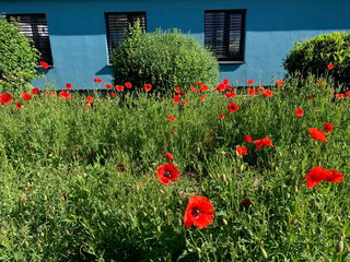 Mohnblumen blühen auf der neu angelegten Fläche auf dem Gelände der Wilhelm-Geibel-Schule. 
