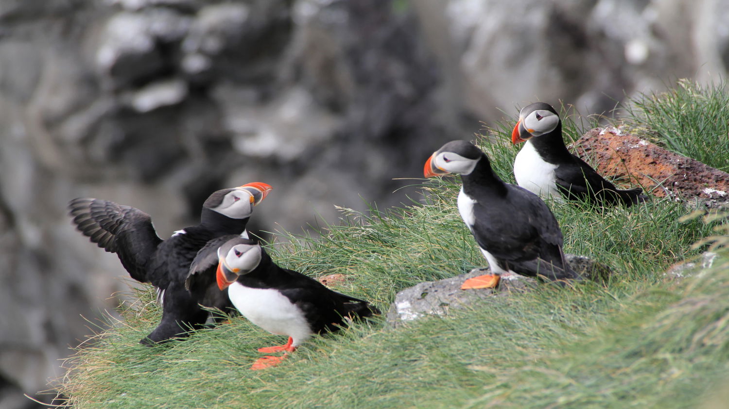 Papageientaucher in Island