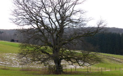 Foto: Naturpark Hessischer Spessart