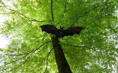 Fledermauswanderung, Foto: Archiv Naturpark