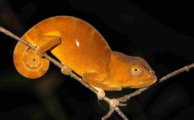 Ein Chamäleon von unserer Madagaskar Tour