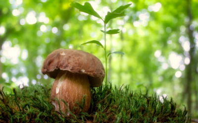 Sommersteinpilz (Foto: Lukas Larbig)