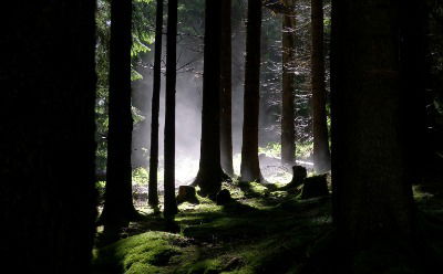 Walderlebniswanderung, Foto: Archiv Naturpark